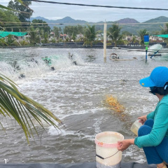 Lợi ích của việc ứng dụng nông nghiệp tuần hoàn trong nuôi trồng thủy sản